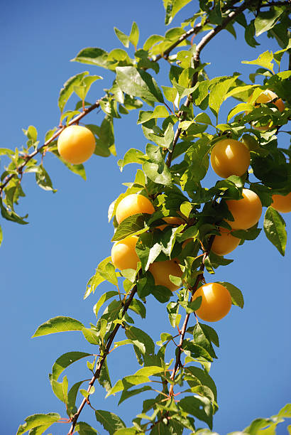 istock part of a branch with plum 177387746