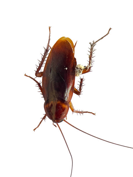 istock Macro of dead cockroach isolated on white background. Closeup image with clipping path 1773879392