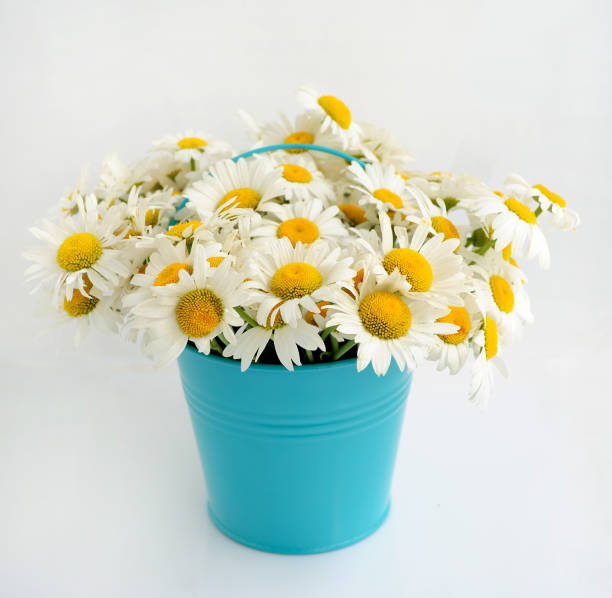 istock Beautiful bouquet of daisies 177387999