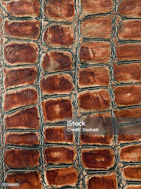 Leather Texture Closeup Stock Photo - Download Image Now - Abstract, Animal Body Part, Animal Markings