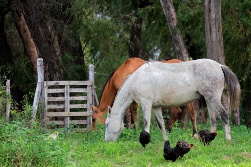 Horses and chickens on a rural ranch with lush green pasture