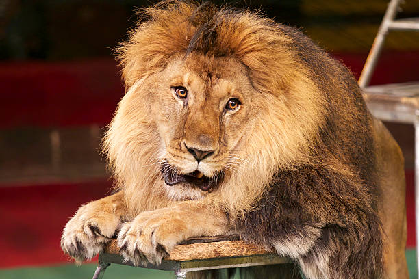 Portrait of a lion in the circus ring stock photo