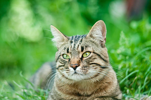 istock Domestic cat resting in green grass outdoor 177388230