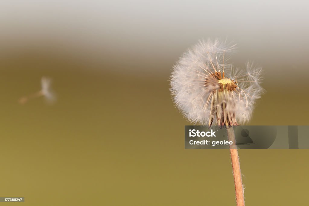 Com sementes de Dente de Leão voando - Foto de stock de Amarelo royalty-free