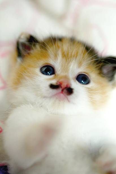 It's a cute kitten with a mole on his nose