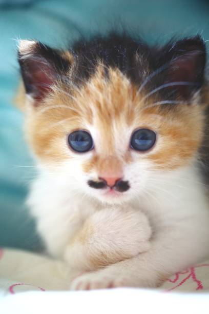 It's a cute kitten with a mole on his nose