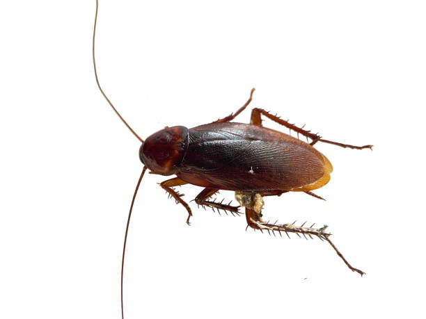 istock Macro of dead cockroach isolated on white background. Closeup image with clipping path 1773886827