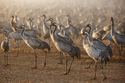 Migrating cranes at the Hula Lake ornithology and nature park in northern Israel.