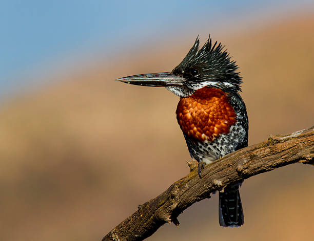 Majestic Giant Kingfisher against a lovely background stock photo