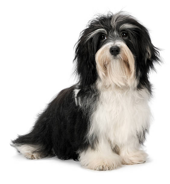 istock Cute sitting Bichon Havanese puppy dog 177389501