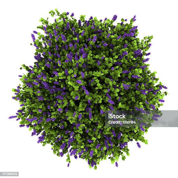 Top View Of Lilac Flowers Bush Isolated On White Background Stock Photo - Download Image Now