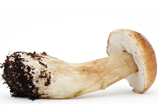 istock Beautiful boletus mushroom 177389572
