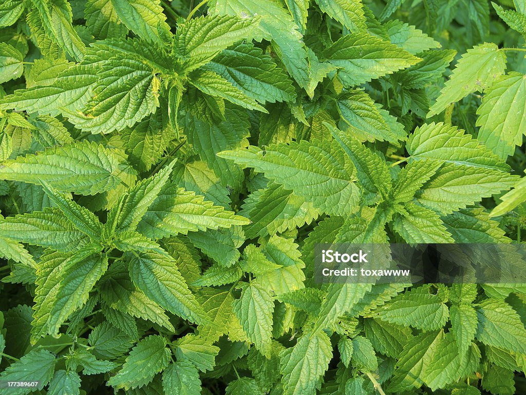 Young nettle in a forest Urtica urens. Young nettle in a forest Close-up Stock Photo