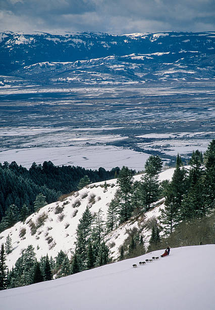 psie zaprzęgi, ridge - teton valley zdjęcia i obrazy z banku zdjęć