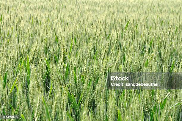 Foto de Campo De Cevada e mais fotos de stock de Agricultura - Agricultura, Campo, Cereal
