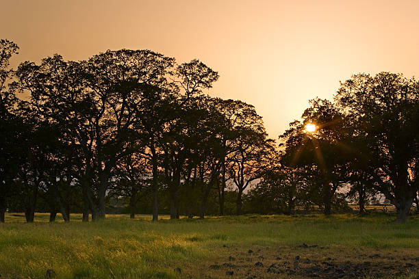 Savanna sunset over meadow and trees Beautiful golden sunset over wild savannah grassland chico california photos stock pictures, royalty-free photos & images