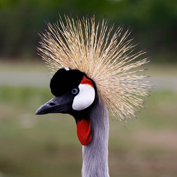 istock East African Crowned Crane Profile 177390674