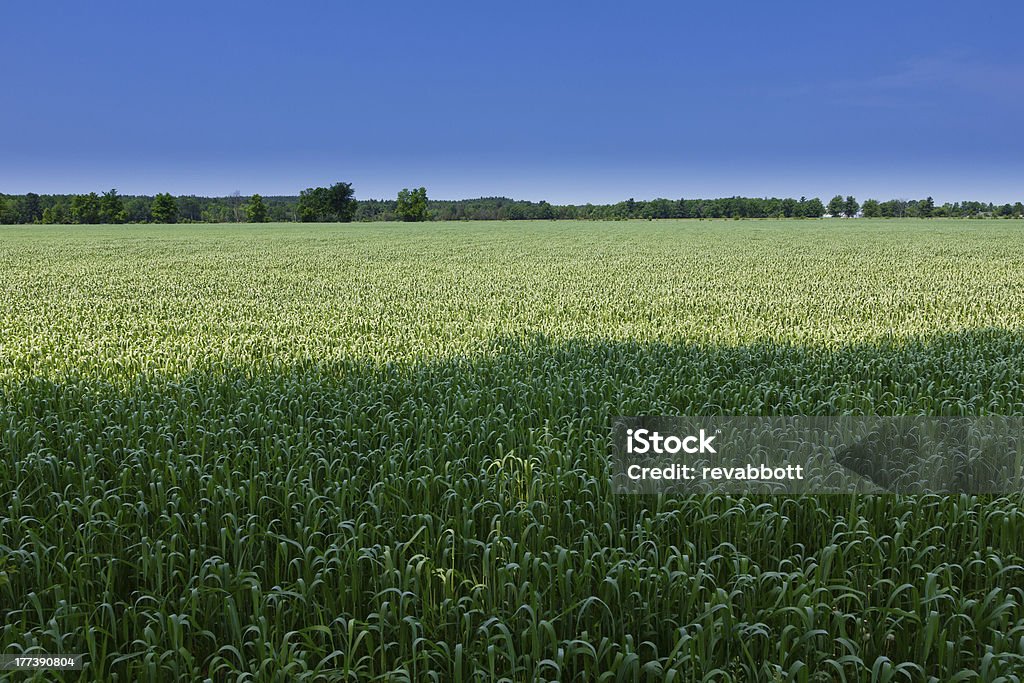 Champs of Plenty - Photo de Agriculture libre de droits