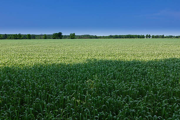 Muitos campos de - foto de acervo