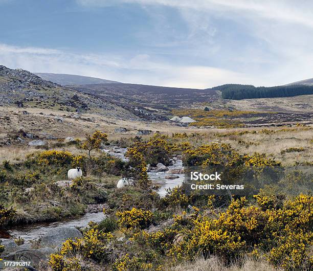 Condado De Wicklow Montanhas Cheep - Fotografias de stock e mais imagens de Amarelo - Amarelo, Ao Ar Livre, Condado de Wicklow