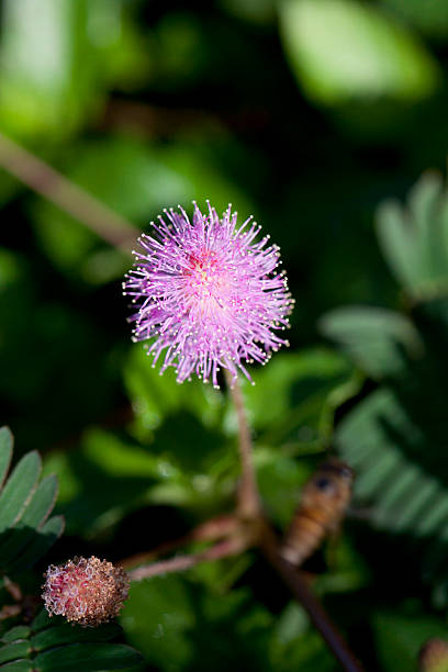 미모사 pudica - sensitive plant 뉴스 사진 이미지