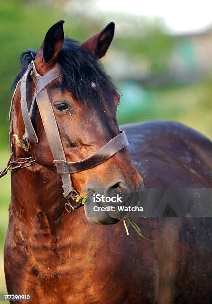 Foto de Brown Cavalos Comendo Grama e mais fotos de stock de Agricultura - Agricultura, Animal, Animal de Fazenda