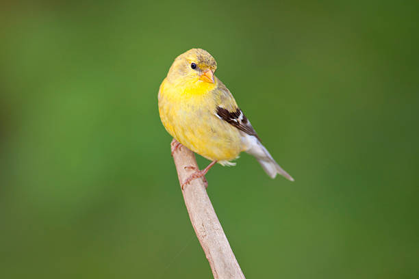 Goldfinch waiting for feeder