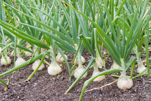 Onions the vegetable garden