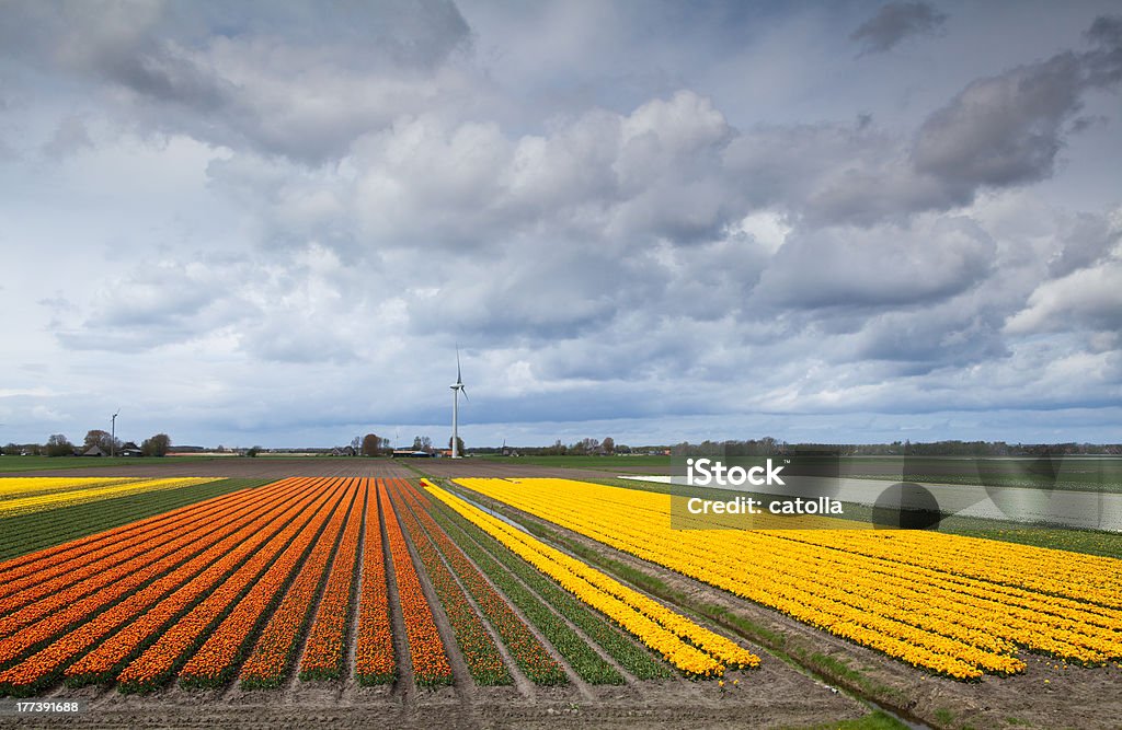 フィールドにプランゲと黄色のチューリップ - オランダのロイヤリティフリーストックフォト