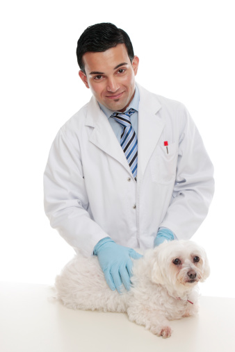 Friendly male veterinarian smiling and gently holding a pet animal on examination table.