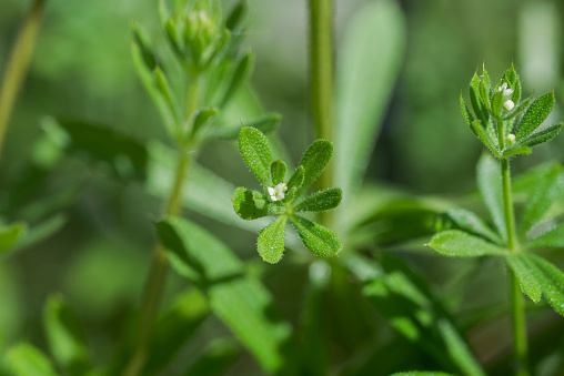 Cleavers, Galium aparine. It is an annual plant of the family Rubiaceae. Photo taken in Ciudad Real province, Spain