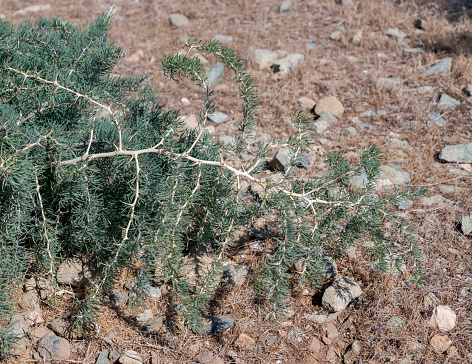 Asparagus albus. Photo taken in the Tabarca Island, province of Alicante, Spain