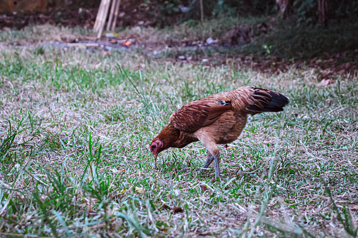 A hen is looking for food in the grass