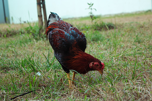 A rooster looking for food in the field