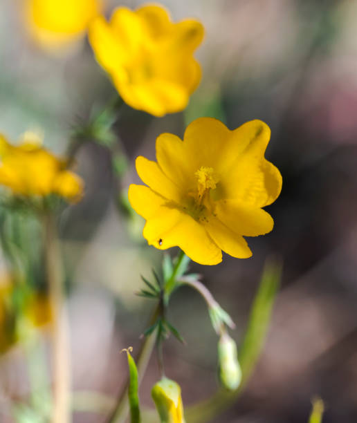 istock Beardless-petalled Hypecoum, Hypecoum imberbe 1773921155