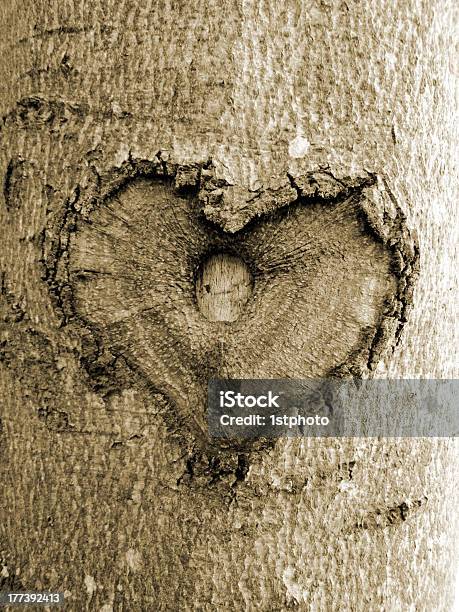 나무 세피아 소프트 이미지에서 심장 모양 감정에 대한 스톡 사진 및 기타 이미지 - 감정, 나무, 나무 껍질