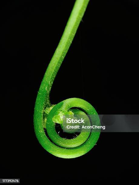 Joven Helecho Hoja De Curling Foto de stock y más banco de imágenes de Acurrucado - Acurrucado, Botánica, Brote