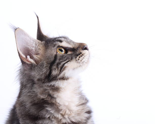 istock Close-up: Maine Coon cat in front of white 177392728
