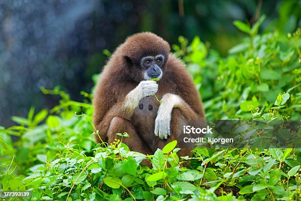 Scimmia Gibbone - Fotografie stock e altre immagini di Albero - Albero, Animale, Animale selvatico