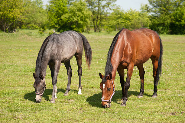 Horses grazing in the pasture