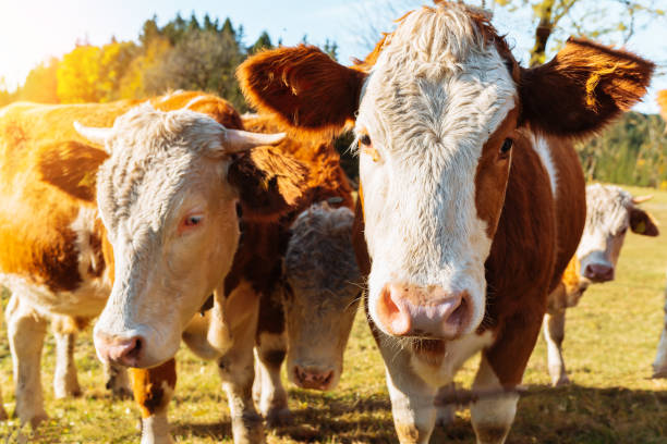 istock herd cows grazing in meadow close-up 1773933814