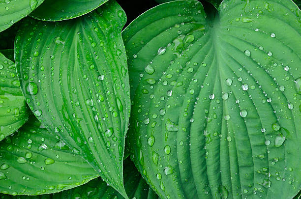 Green wet leaves background stock photo