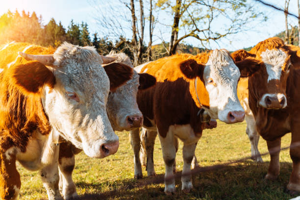 istock herd cows grazing in meadow close-up 1773935414