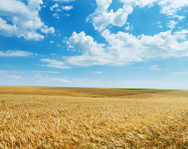 istock field of wheat under cloudy sky 177393639