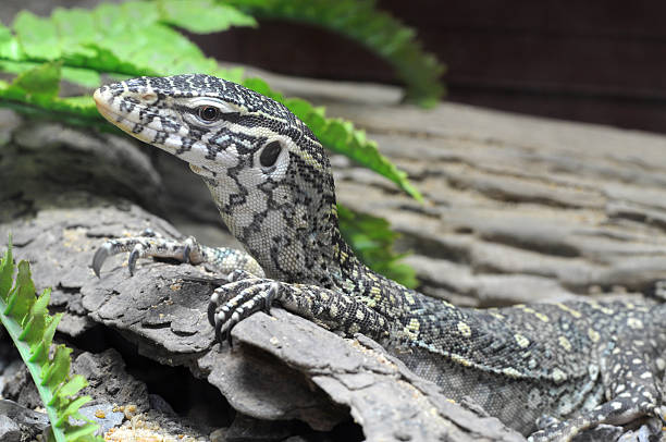 istock Nile Monitor 177393714