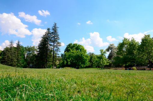 meadow surrounded by trees under blue sky in spring