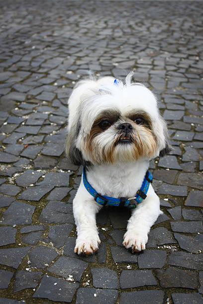 Shih Tzu - dog stock photo