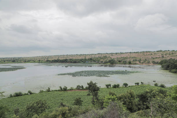 istock Small lake near forest green background 1773939188