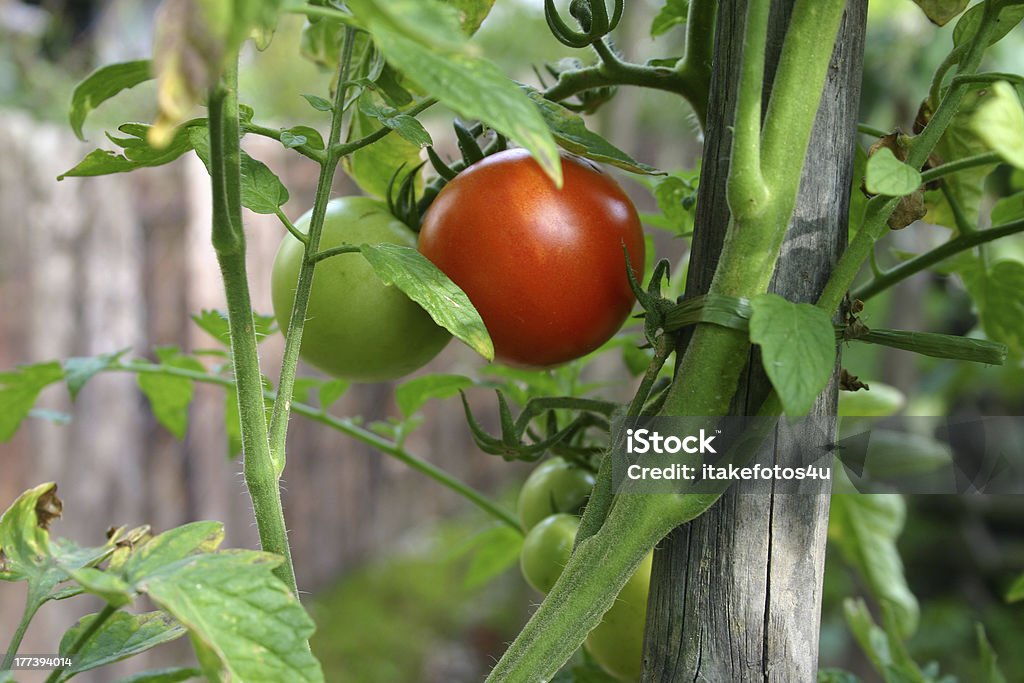 Tomatoe растение - Стоковые фото Поддержка роялти-фри