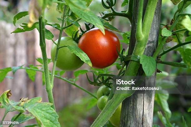 Tomatoe Растение — стоковые фотографии и другие картинки Поддержка - Поддержка, Флора, Вешать